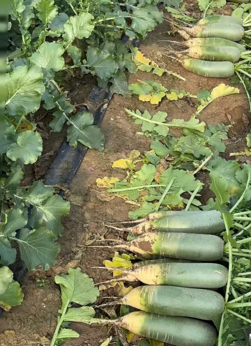 精品白萝卜量大从优，质量保证价格优惠，产地直发诚信经营