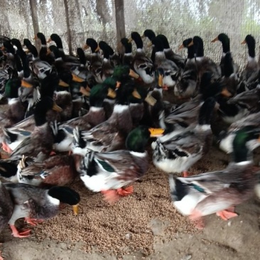 麻鸭青头