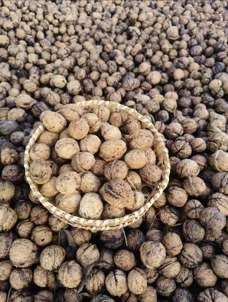 云南深山老树干核桃