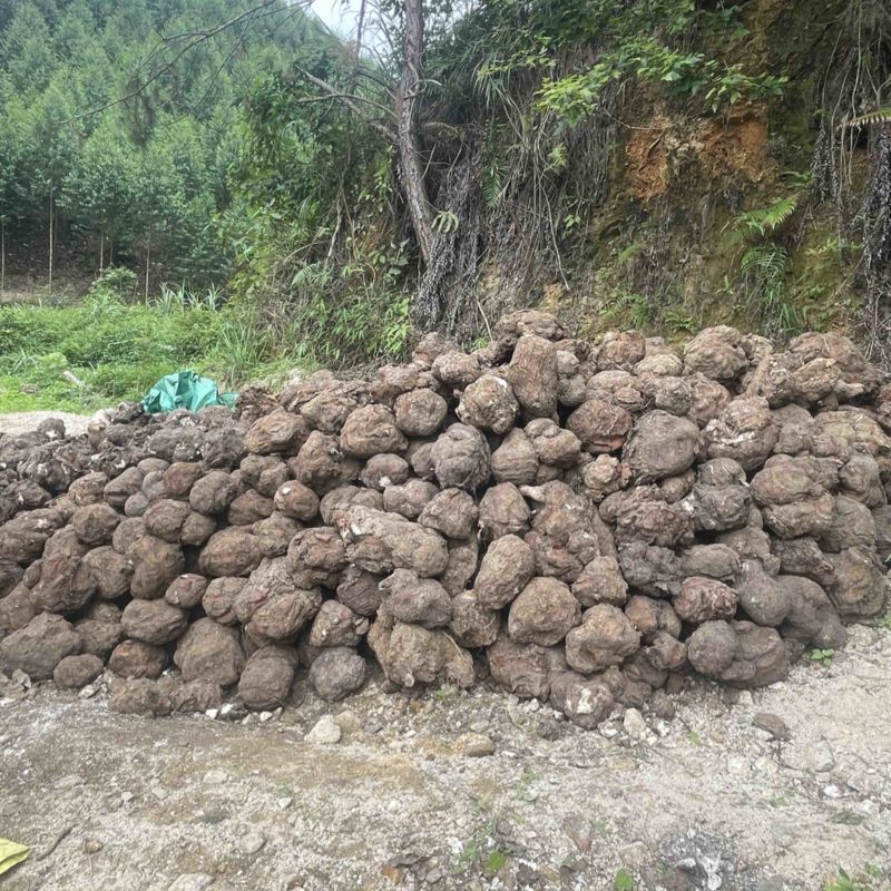 精品茯苓品质保证产地直发价格优惠实力商家