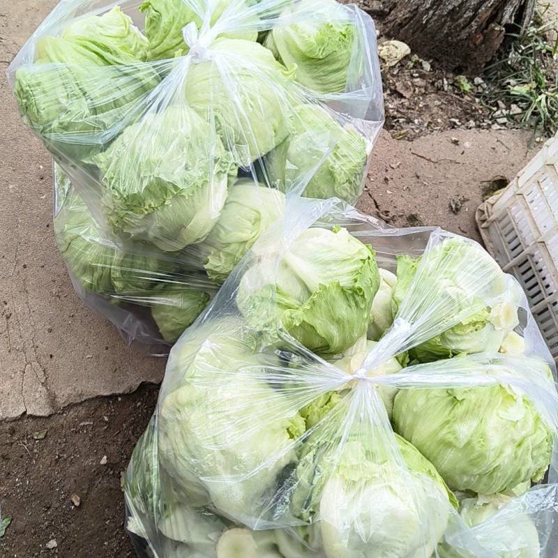 球生菜，货源充足，欢迎各位老板，前来洽谈