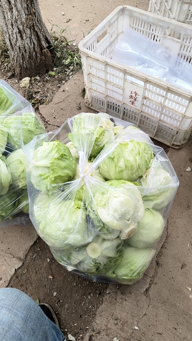 球生菜，货源充足，欢迎各位老板，前来洽谈