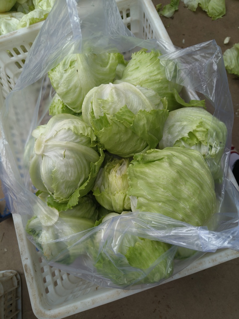 球生菜，货源充足，欢迎各位老板，前来洽谈