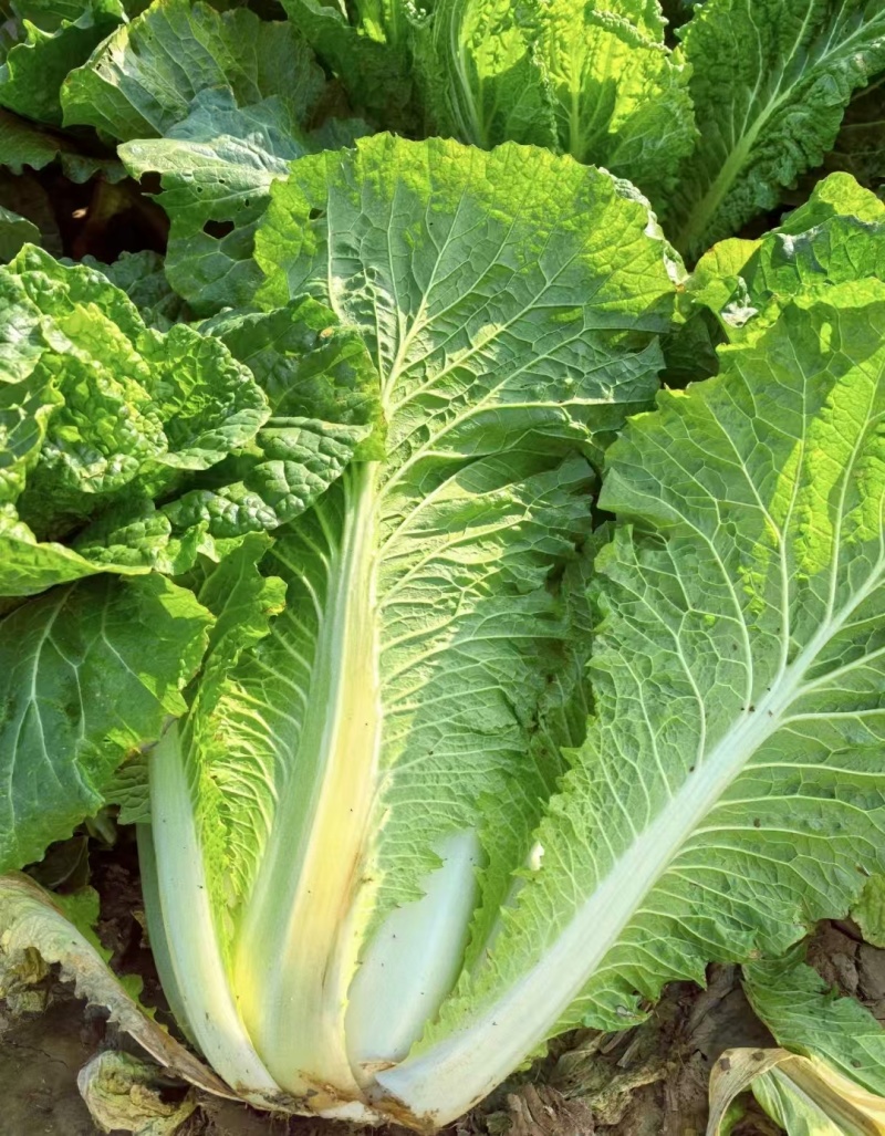精品大棚春季白菜，大量供应，保质保量，欢迎选购量大从优