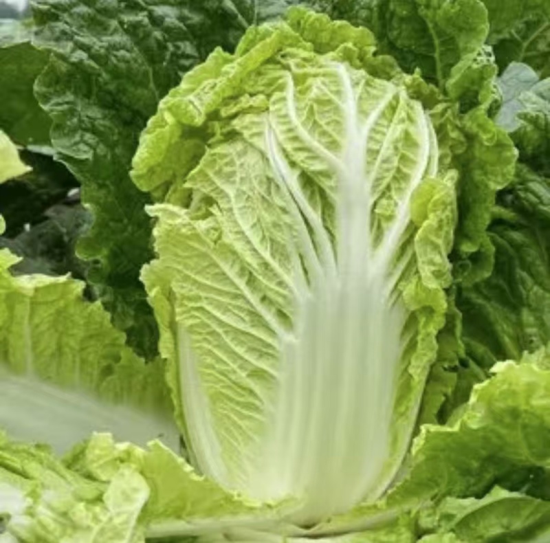 精品大棚春季白菜，大量供应，保质保量，欢迎选购量大从优