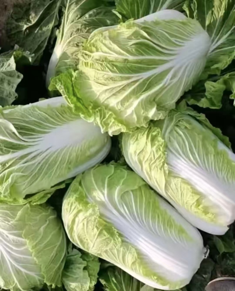 精品大棚春季白菜，大量供应，保质保量，欢迎选购量大从优