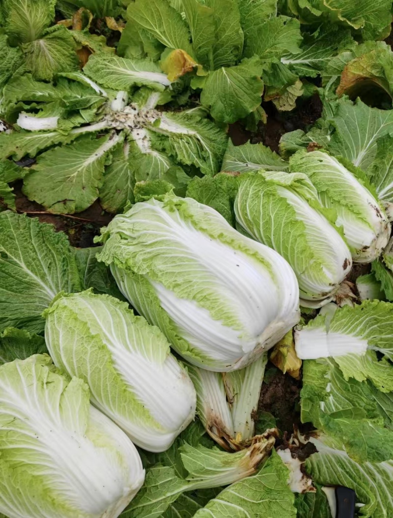 精品大棚春季白菜，大量供应，保质保量，欢迎选购量大从优