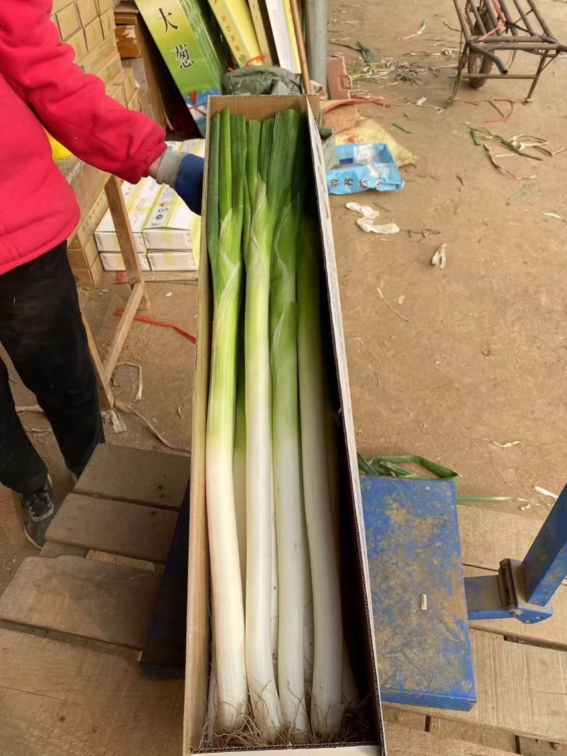 章丘王金女郎山长白葱王特产精品净葱大葱送礼加盒十斤