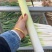 章丘王金女郎山长白葱王特产精品净葱大葱送礼加盒十斤