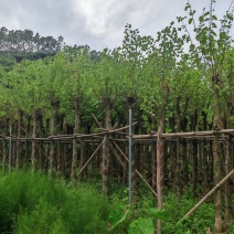 5一15公分宫粉紫荆袋苗大量供应