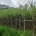 5一15公分宫粉紫荆袋苗大量供应
