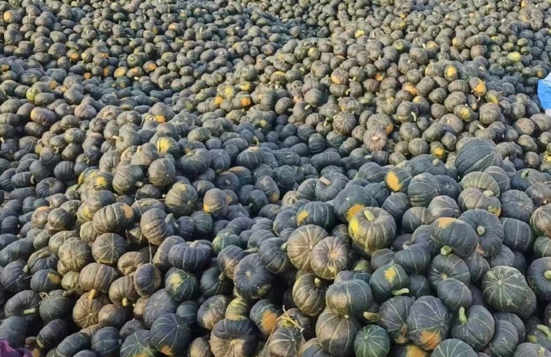 山东潍坊精品贝贝南瓜大量上市，软糯香甜，欢迎老板咨询