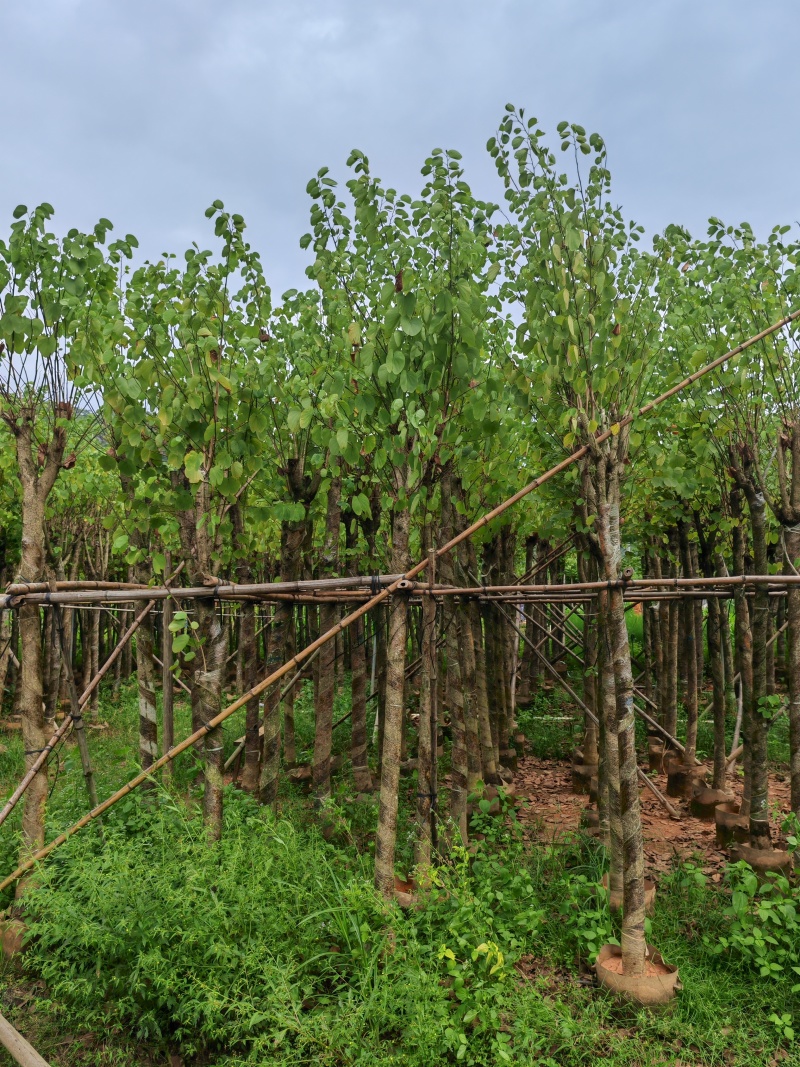 5一15公分宫粉紫荆袋苗大量供应