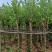 5一15公分宫粉紫荆袋苗大量供应