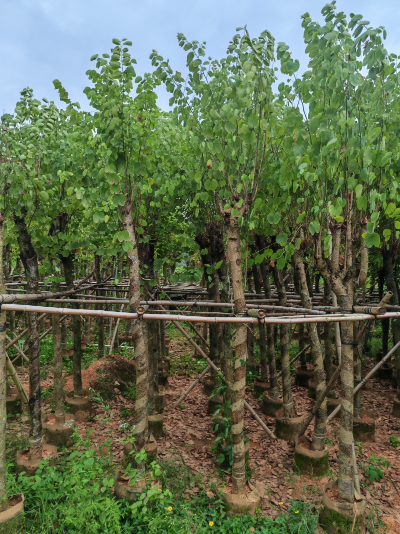 5一15公分宫粉紫荆袋苗大量供应