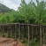 5一15公分宫粉紫荆袋苗大量供应