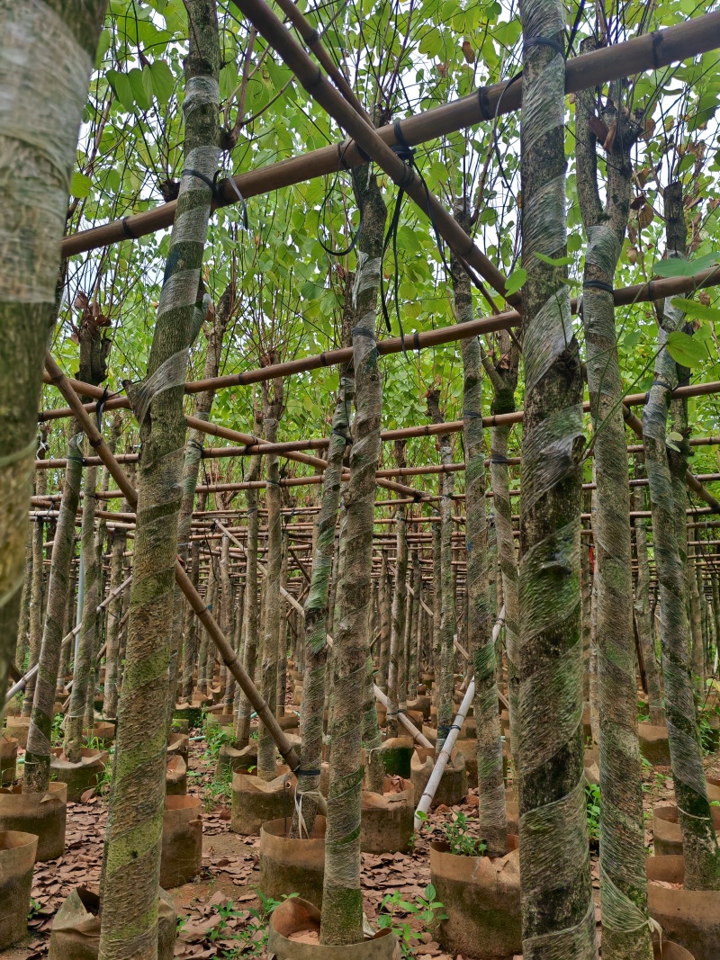 5一15公分宫粉紫荆袋苗大量供应