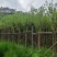 5一15公分宫粉紫荆袋苗大量供应