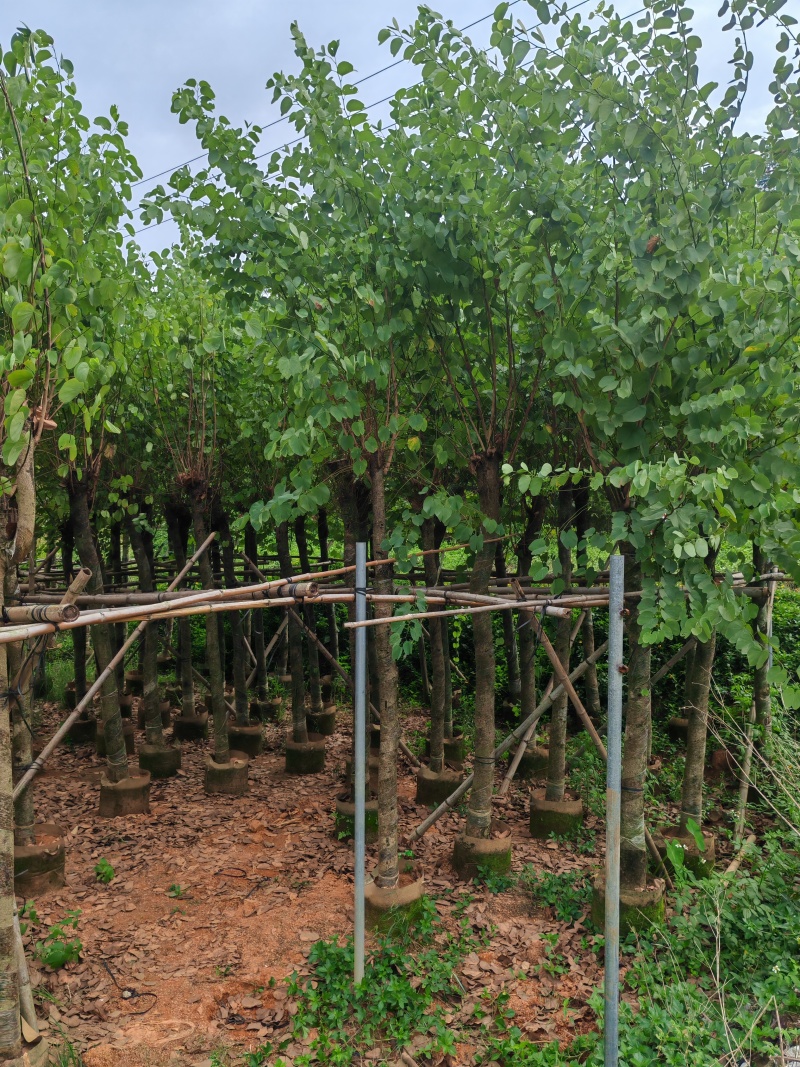 5一15公分宫粉紫荆袋苗大量供应