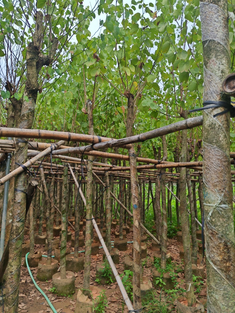 5一15公分宫粉紫荆袋苗大量供应