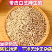 《白生芝麻》安徽基地直发保质保量对接全国量大从优