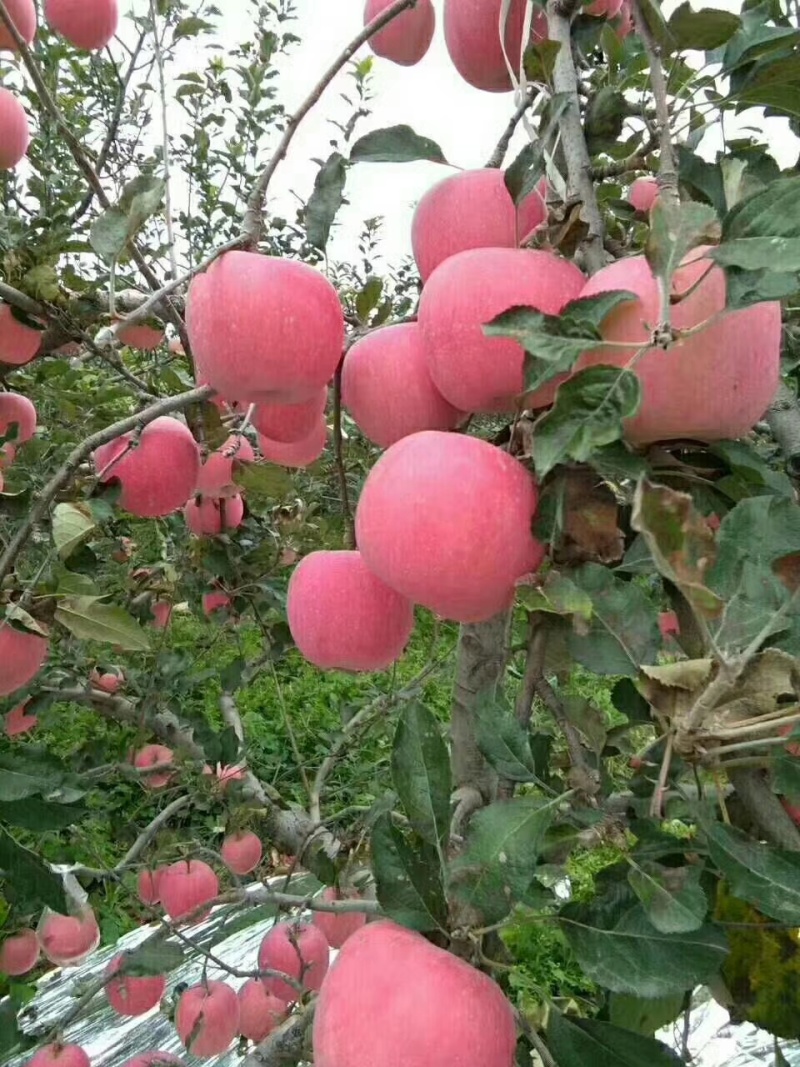 山西芮城红富士，糖心的，**好吃