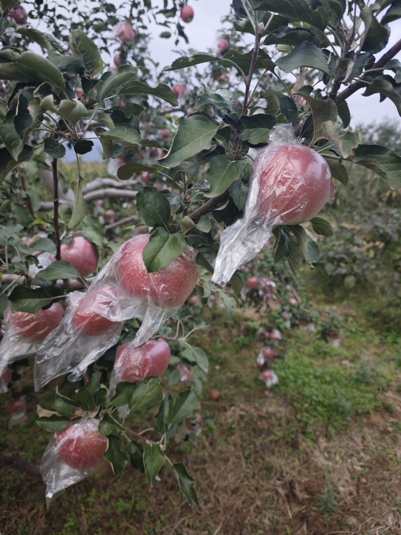 山西芮城红富士，糖心的，**好吃
