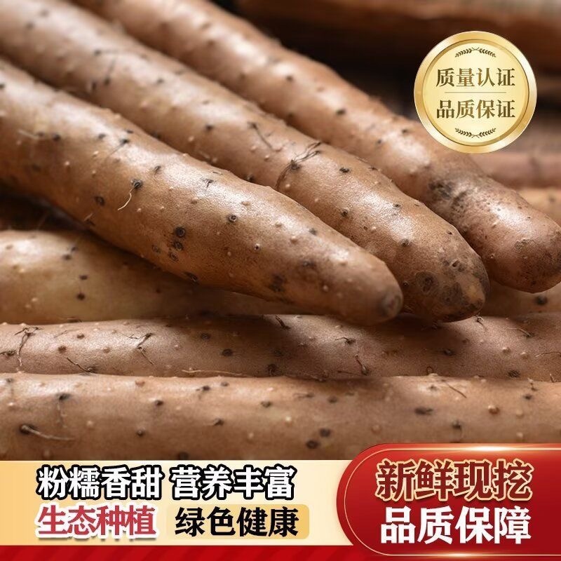 河南内黄双棒山药/当季头茬山药/大量现货/