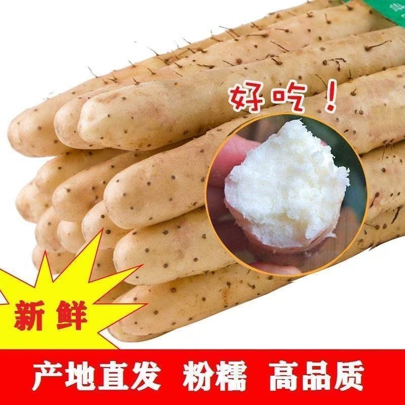 河南内黄双棒山药/当季头茬山药/大量现货/