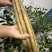 河南内黄双棒山药/当季头茬山药/大量现货/