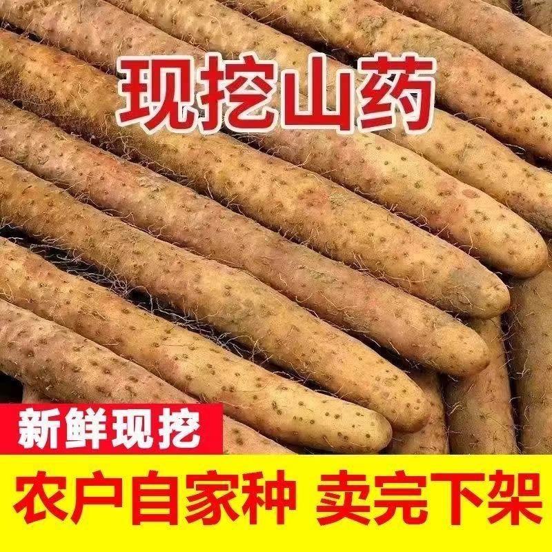 河南内黄双棒山药/当季头茬山药/大量现货/