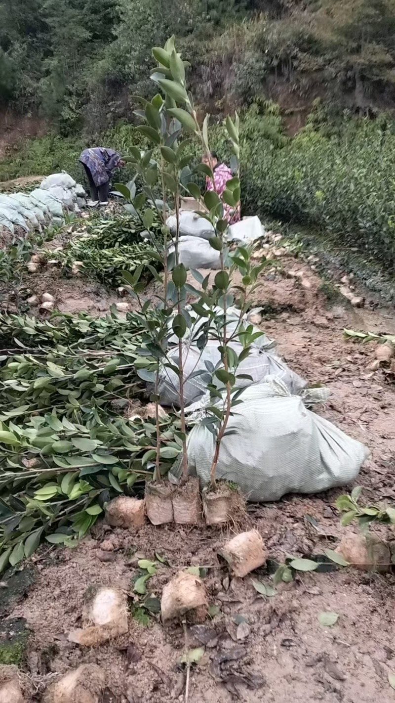 嫁接油茶苗基地批发快递包邮，提供三证一签税务发票