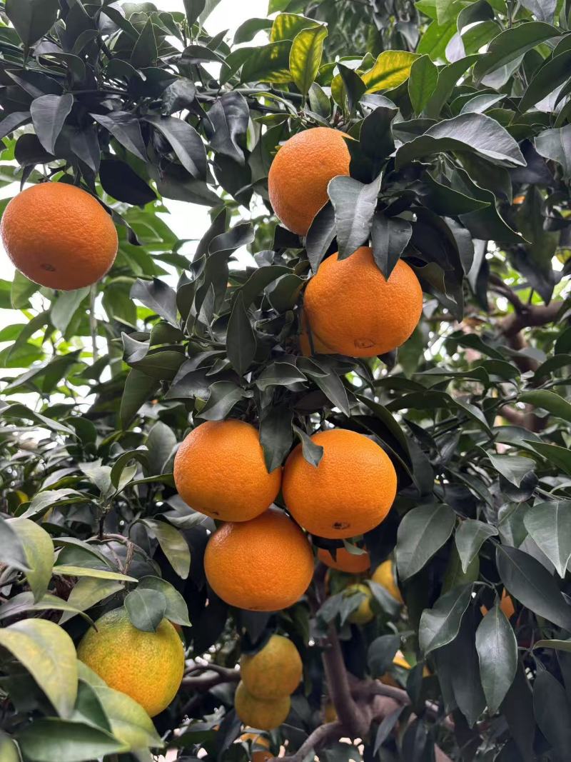 正宗福建三红柚，攀枝花分货，质量保证，欢迎订购，