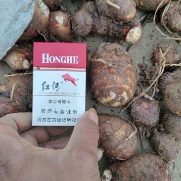 河北毛芋头上市，产地货源一手