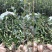 嫁接油茶营养小杯苗大杯苗挂果早出油率高坏苗包赔量大优惠