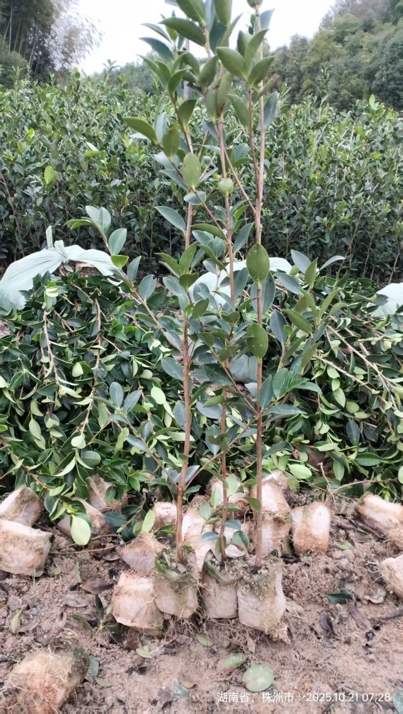 嫁接油茶营养小杯苗大杯苗挂果早出油率高坏苗包赔量大优惠