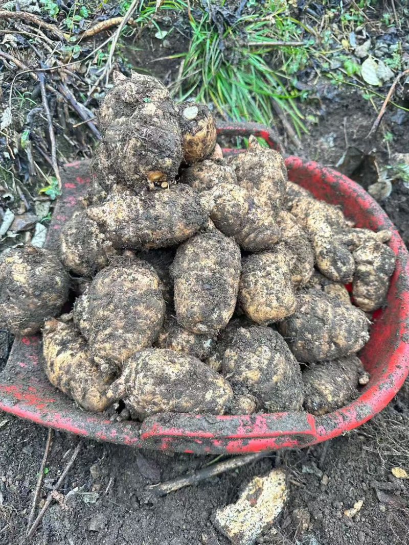 小草坝乌天麻高山自然生农户自产自销一手货源现挖现发品质好