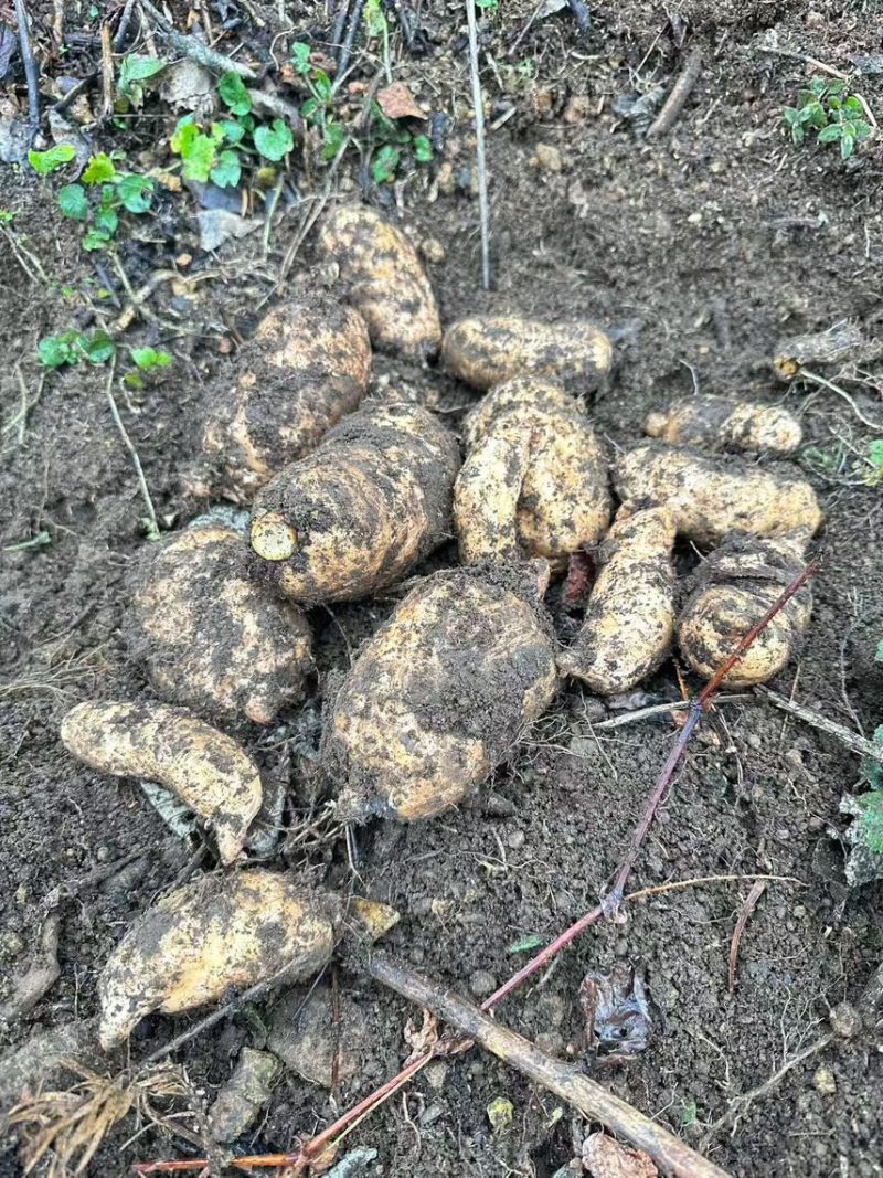 小草坝乌天麻高山自然生农户自产自销一手货源现挖现发品质好