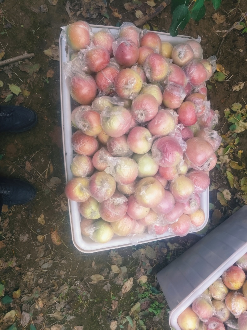 沙土地糖心红富士苹果大量上市中，大量批发