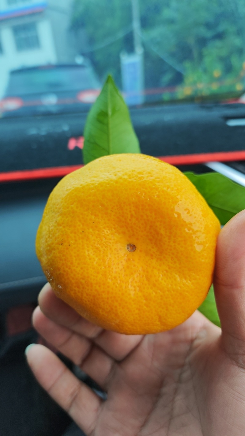 蜜橘
