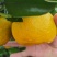 蜜橘
