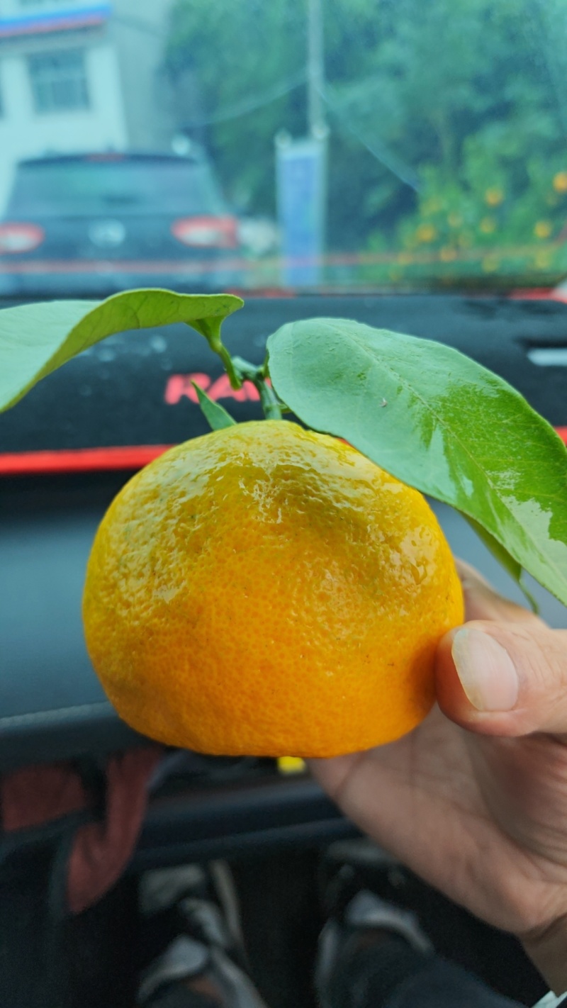 蜜橘