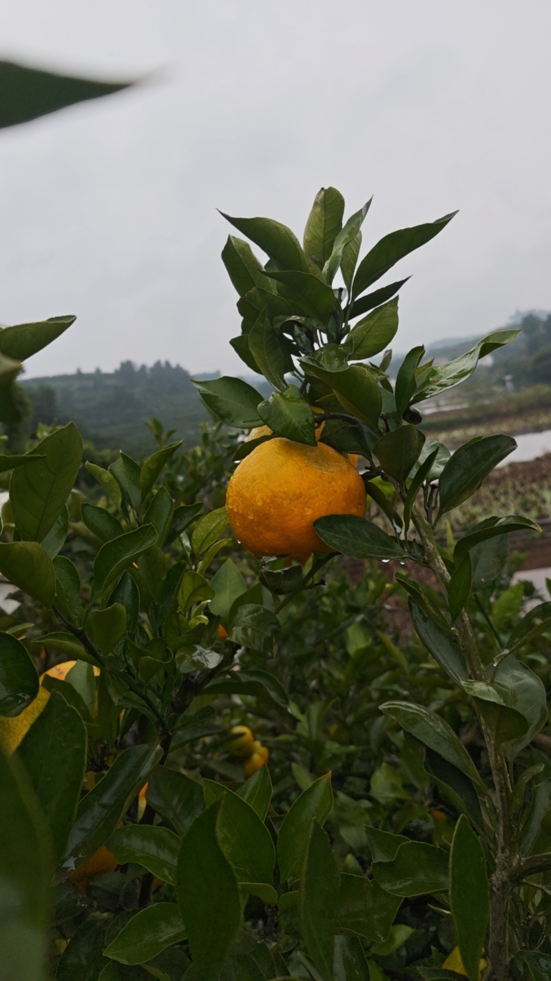 蜜橘