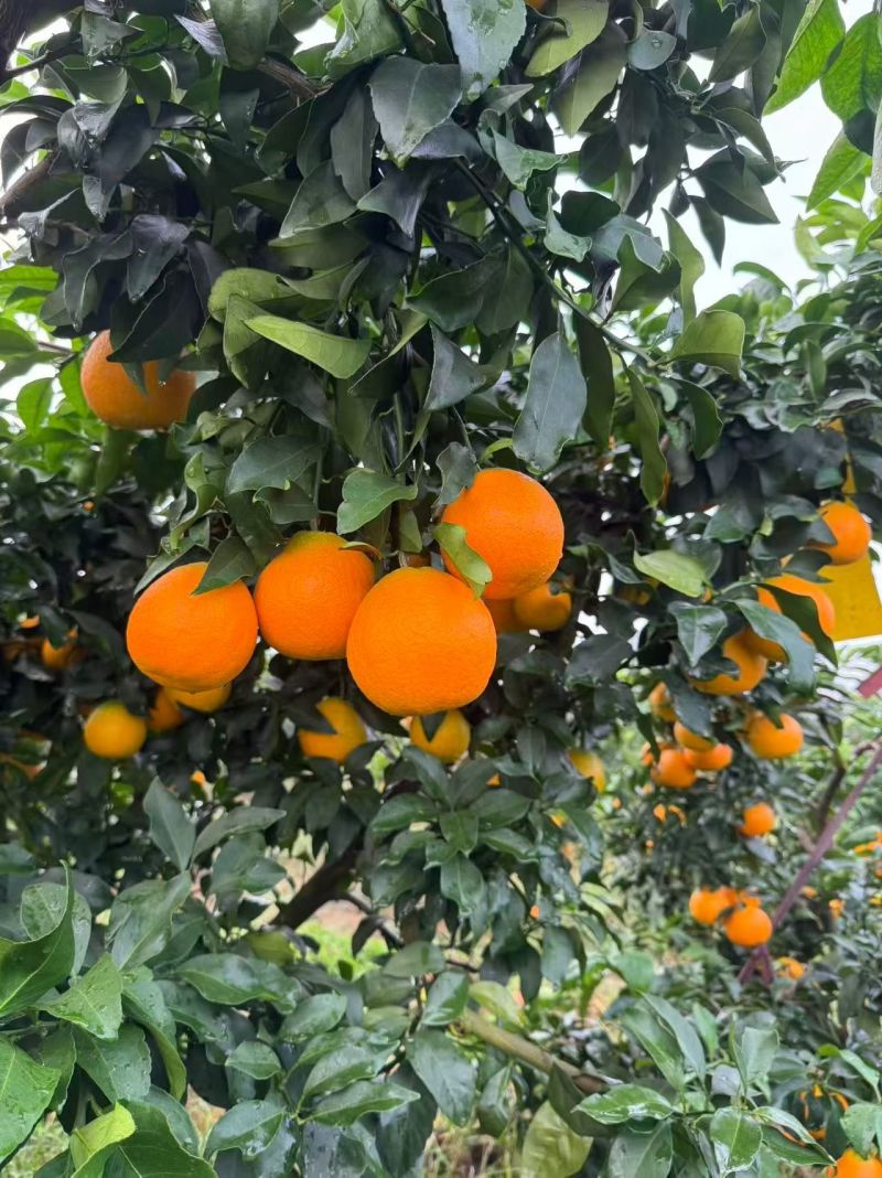 爱媛果冻橙