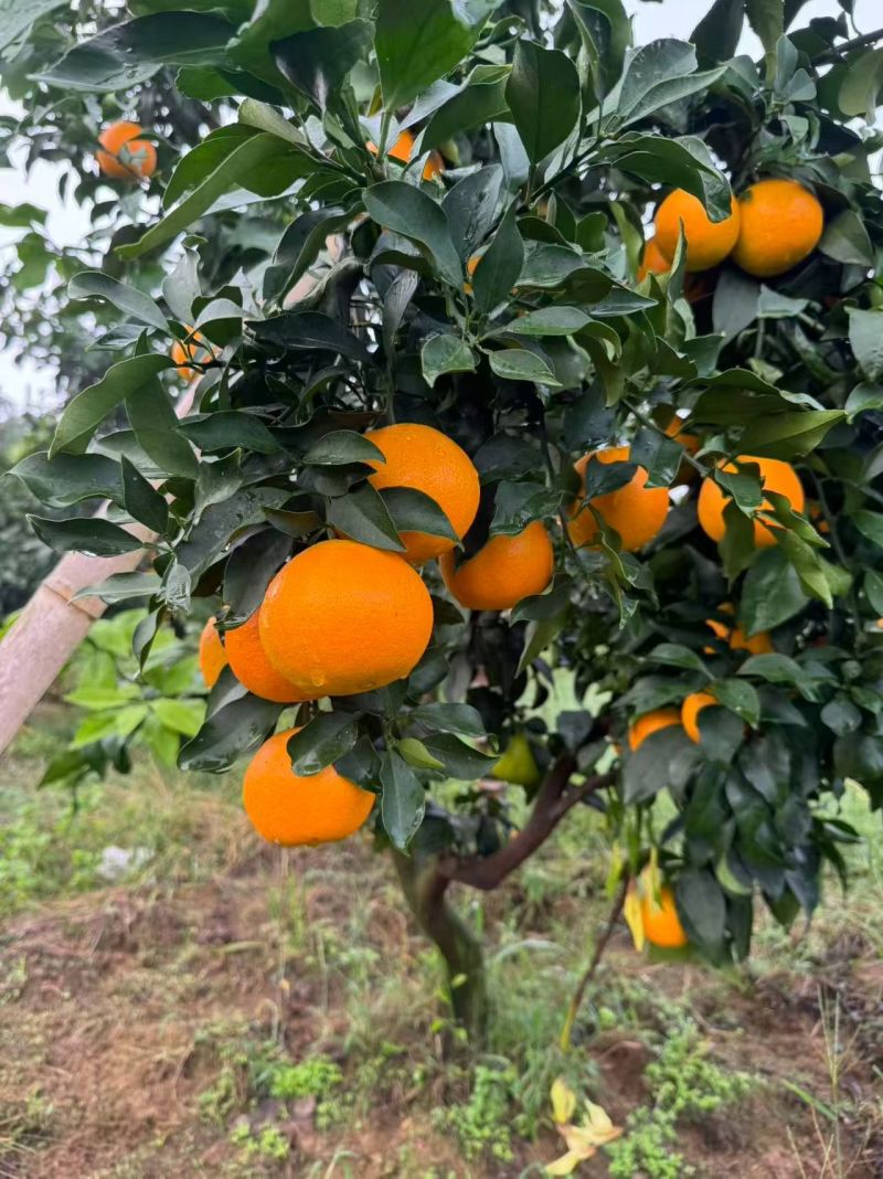 爱媛果冻橙