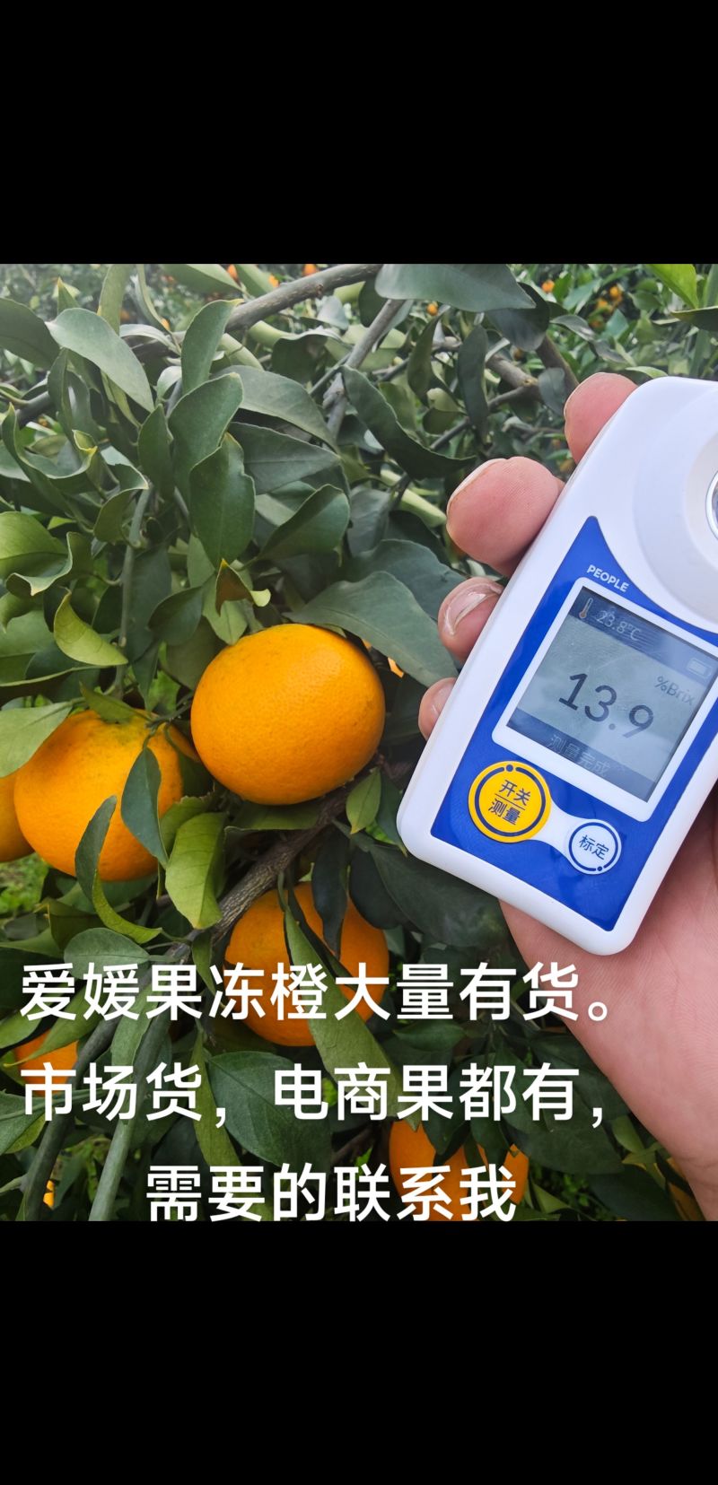 爱媛果冻橙