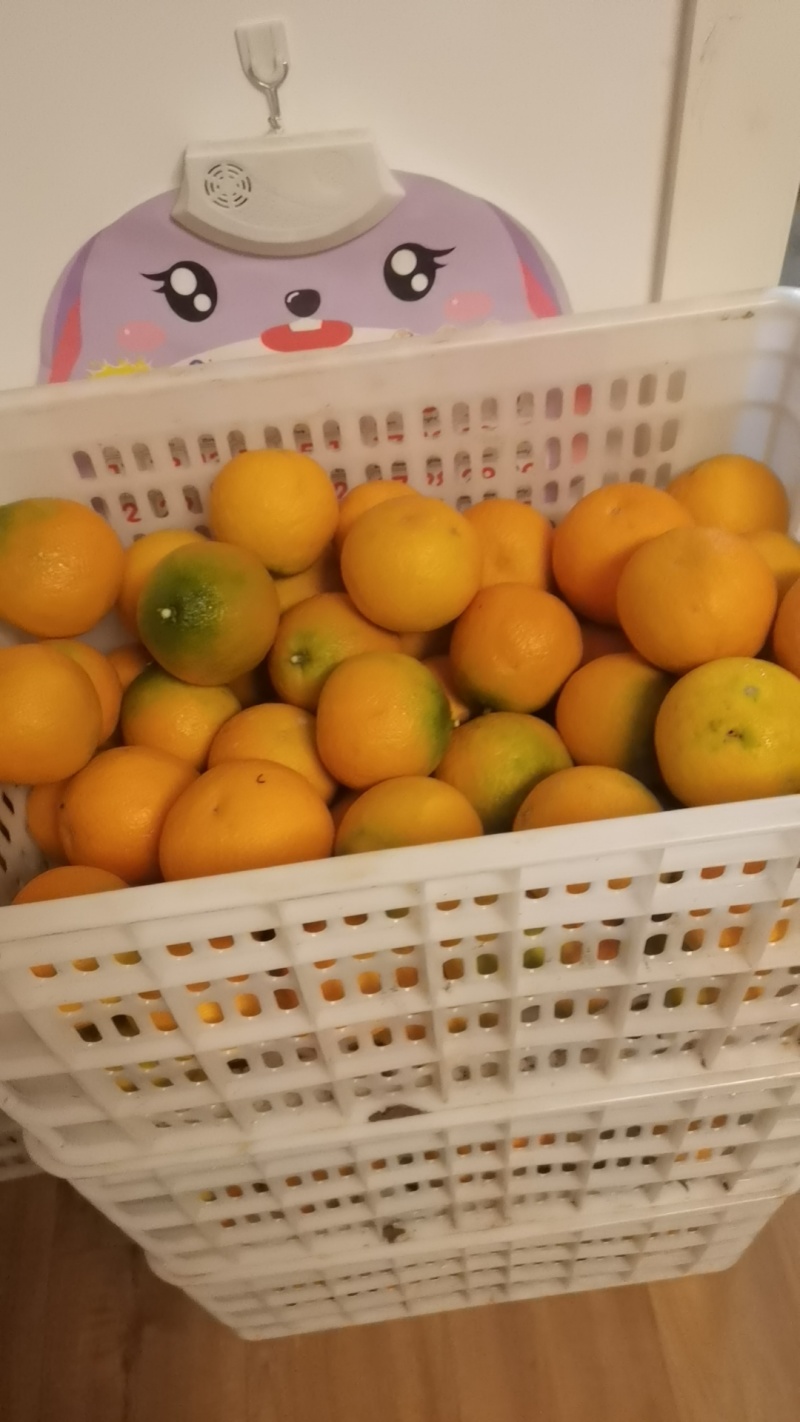 爱媛果冻橙