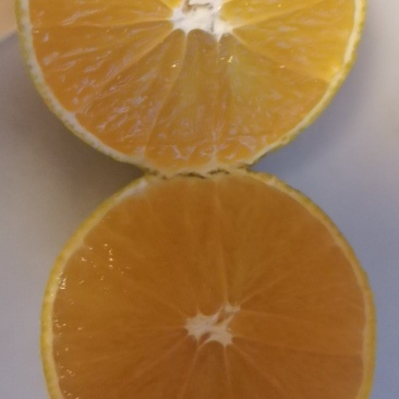 爱媛果冻橙