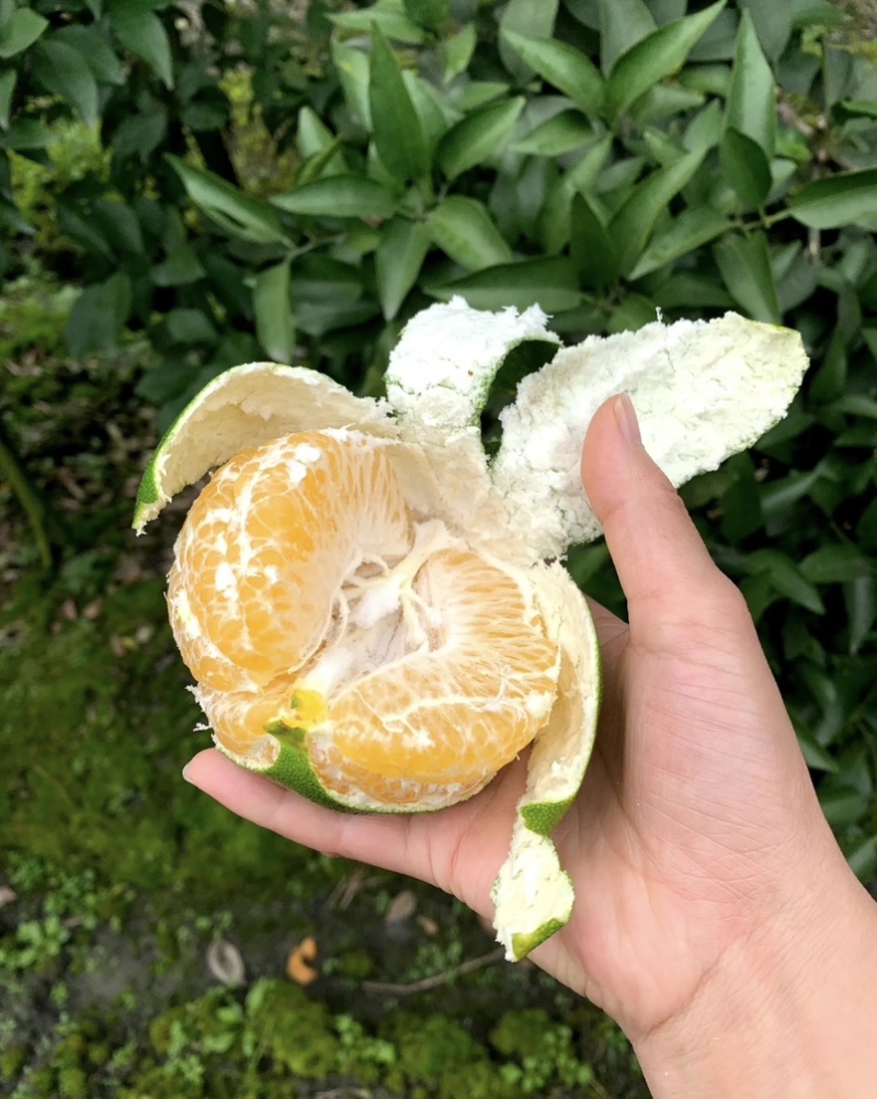 阿蜜达柑橘苗早熟耙耙柑苗新品种阿蜜达柑橘苗