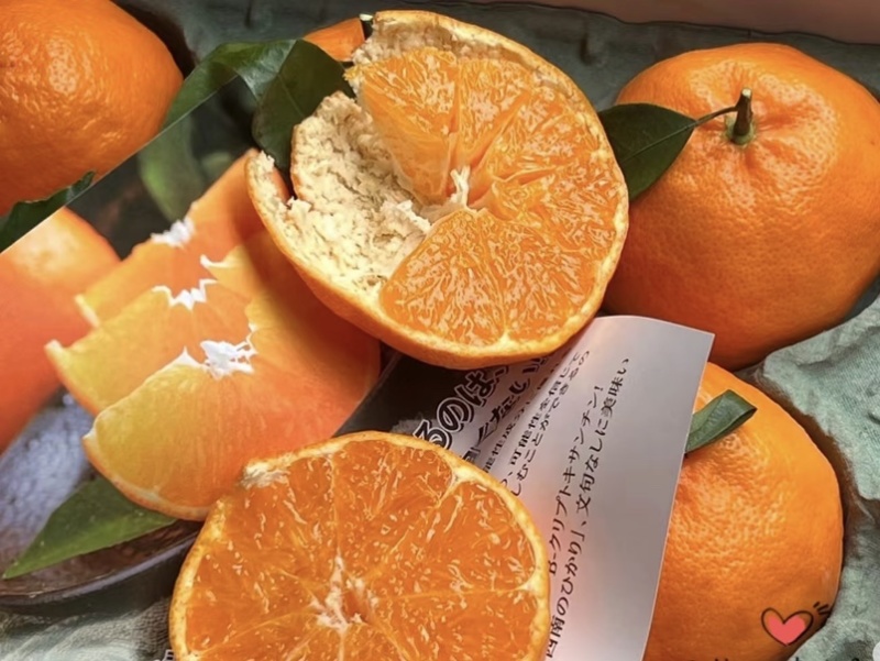 阿蜜达柑橘苗早熟耙耙柑苗新品种阿蜜达柑橘苗